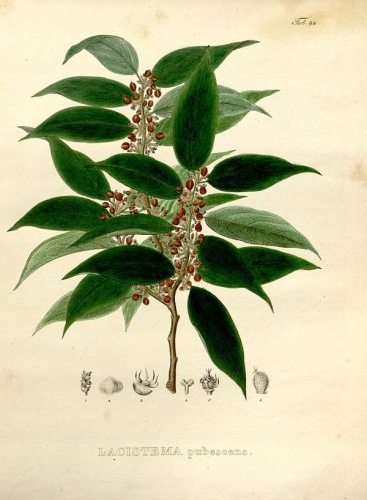Lacistema pubescens &copy; Carl Friedrich Philipp von Martius (1794-1868)