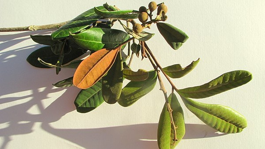 Trichilia lepidota © <a rel="nofollow" class="external text" href="https://www.flickr.com/people/12589168@N00">Alex Popovkin, Bahia, Brazil</a> from Brazil