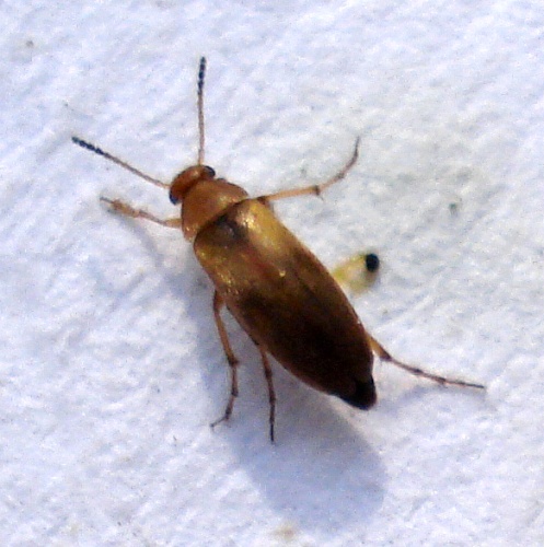 Anaspis maculata © <a rel="nofollow" class="external text" href="https://www.flickr.com/people/25258702@N04">Mick Talbot</a> from Lincoln (U.K.), England