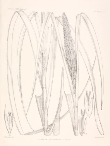 Spartina arundinacea &copy; <bdi><a href="https://en.wikipedia.org/wiki/en:Walter_Hood_Fitch" class="extiw" title="w:en:Walter Hood Fitch">Walter Hood Fitch</a>
</bdi>
