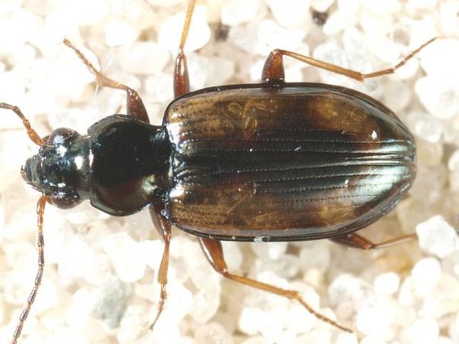 Bembidion bruxellense © <table style="width:100%; border:1px solid #aaa; background:#efd; text-align:center"><tbody><tr>
<td>
<a href="//commons.wikimedia.org/wiki/File:Aspitates_ochrearia.jpg" class="image"><img alt="Aspitates ochrearia.jpg" src="https://upload.wikimedia.org/wikipedia/commons/thumb/b/bc/Aspitates_ochrearia.jpg/55px-Aspitates_ochrearia.jpg" decoding="async" width="55" height="41" srcset="https://upload.wikimedia.org/wikipedia/commons/thumb/b/bc/Aspitates_ochrearia.jpg/83px-Aspitates_ochrearia.jpg 1.5x, https://upload.wikimedia.org/wikipedia/commons/thumb/b/bc/Aspitates_ochrearia.jpg/110px-Aspitates_ochrearia.jpg 2x" data-file-width="800" data-file-height="600"></a>
</td>
<td>This image is created by user <a rel="nofollow" class="external text" href="http://waarneming.nl/user/photos/5009">Wim Rubers</a> at <a rel="nofollow" class="external text" href="http://waarneming.nl/">waarneming.nl</a>, a source of nature observations in the Netherlands.
</td>
</tr></tbody></table>
