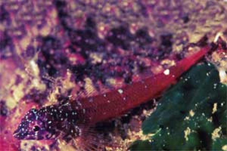 Tripterygion melanurum © Alberto Romeo<br>albertoromeo@neomedia.it<br><a rel="nofollow" class="external free" href="http://www.romeofotosub.it">http://www.romeofotosub.it</a>