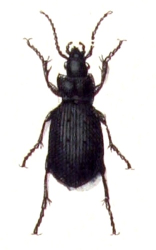 Selenophorus parumpunctatus © <bdi><a href="https://www.wikidata.org/wiki/Q18508143" class="extiw" title="d:Q18508143">Emil Hochdanz</a>
</bdi>