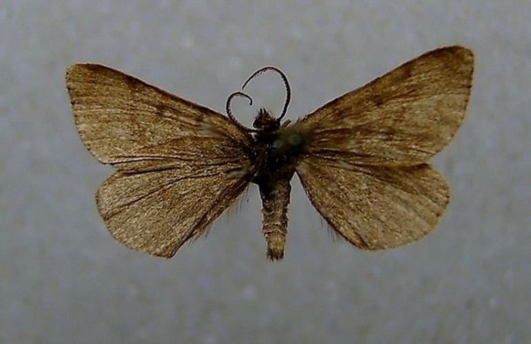 Macaria fusca © <a href="//commons.wikimedia.org/wiki/User:Dumi" title="User:Dumi">Dumi</a>