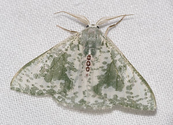 Oospila sporadata © <a rel="nofollow" class="external text" href="https://www.flickr.com/people/65695019@N07">Bernard DUPONT</a> from FRANCE