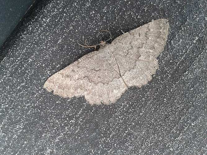 Charissa ambiguata &copy; <a href="//commons.wikimedia.org/wiki/User:Albertomos" title="User:Albertomos">Albertomos</a>