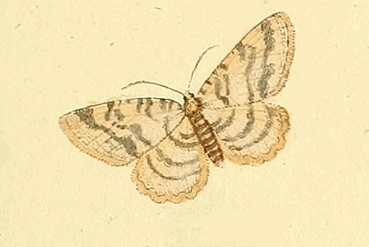 Charissa mucidaria &copy; HÜBNER