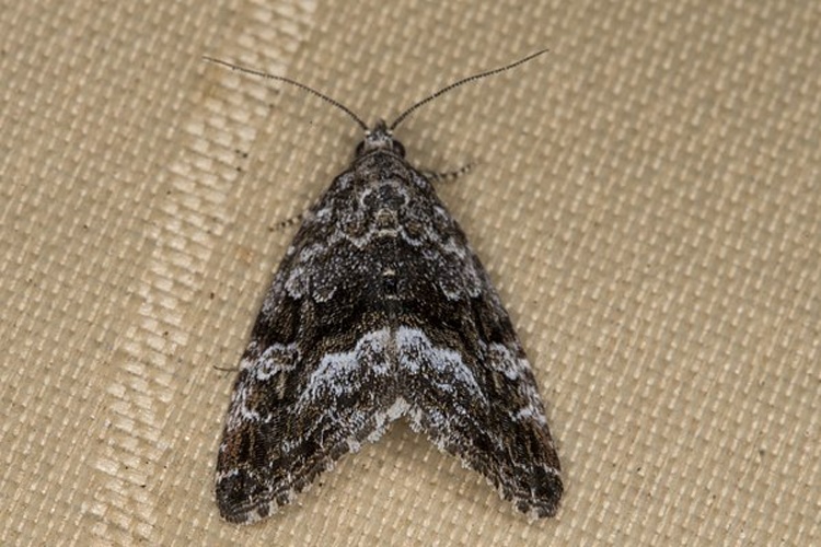 Deltote pygarga © <a href="//commons.wikimedia.org/wiki/User:Jerzystrzelecki" title="User:Jerzystrzelecki">User:Jerzystrzelecki|Jerzy Strzelecki</a>