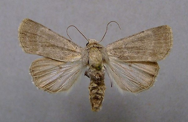 Caradrina gilva &copy; <a href="//commons.wikimedia.org/wiki/User:Dumi" title="User:Dumi">Dumi</a>