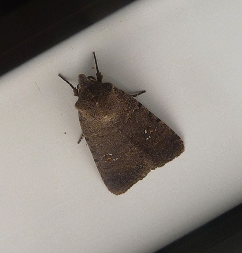 Caradrina flavirena © <a rel="nofollow" class="external text" href="https://www.flickr.com/people/43272765@N04">gailhampshire</a> from Cradley, Malvern, U.K