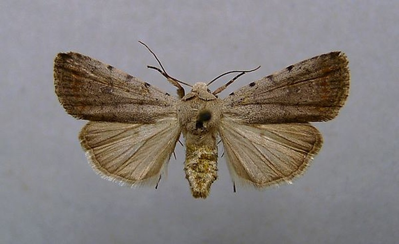 Caradrina selini &copy; <a href="//commons.wikimedia.org/wiki/User:Dumi" title="User:Dumi">Dumi</a>