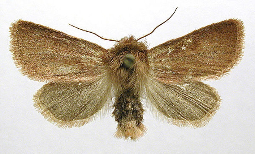 Denticucullus pygmina &copy; M. Virtala