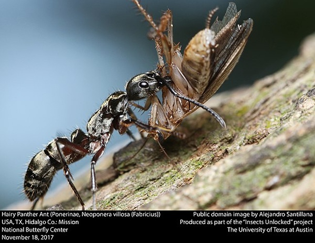 Neoponera villosa © <a rel="nofollow" class="external text" href="https://www.flickr.com/people/131104726@N02">Insects Unlocked</a> from USA