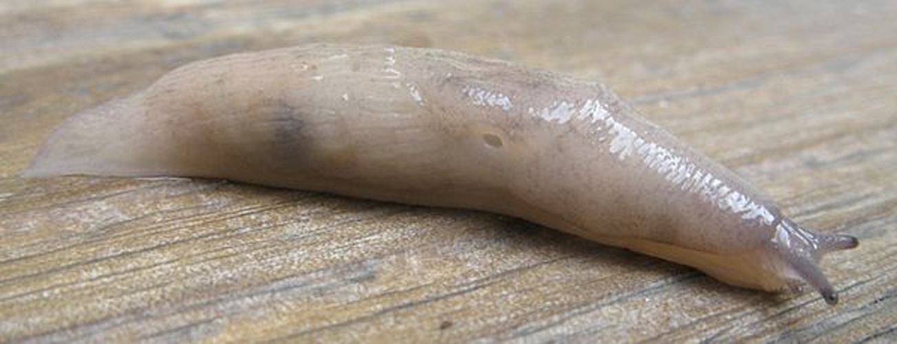 Deroceras panormitanum &copy; J. M. C. Hutchinson