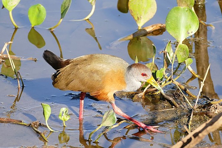 Grey-necked Wood Rail &copy; <a rel="nofollow" class="external text" href="https://www.flickr.com/people/65695019@N07">Bernard DUPONT</a> from FRANCE