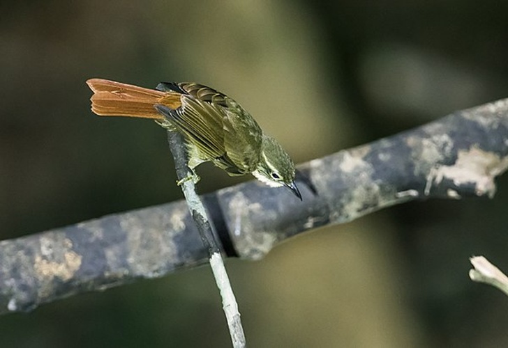 Rufous-rumped Foliage-gleaner © <a href="//commons.wikimedia.org/w/index.php?title=User:Nick_Athanas&amp;action=edit&amp;redlink=1" class="new" title="User:Nick Athanas (page does not exist)">Nick Athanas</a>