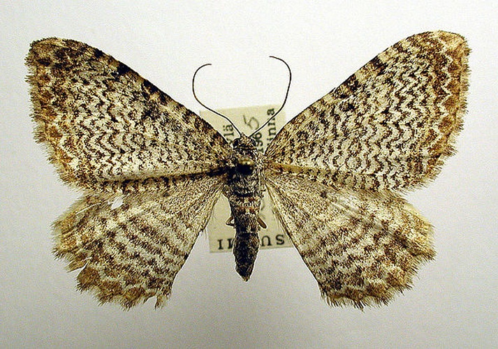 Rheumaptera undulata © M. Virtala
