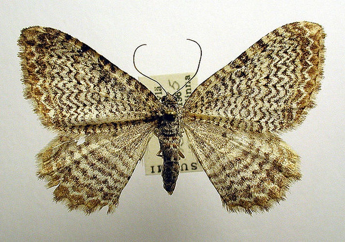 Rheumaptera undulata &copy; M. Virtala