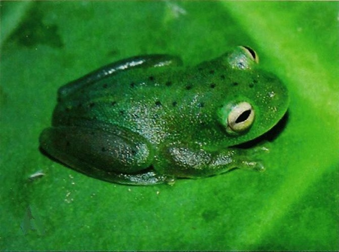 Vitreorana ritae © current