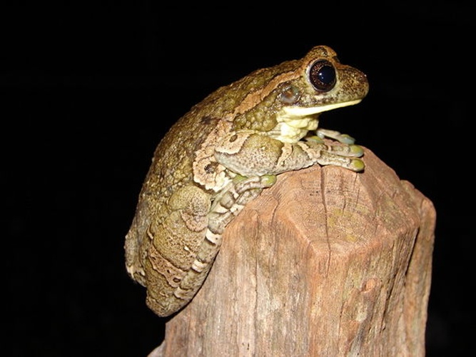 Trachycephalus typhonius © Lucas Grandinetti