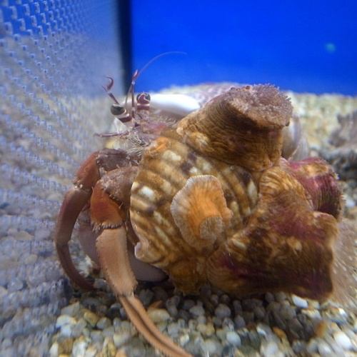 Calliactis polypus © 