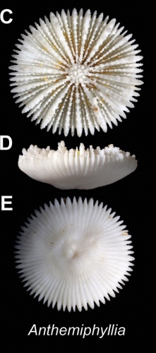 Anthemiphyllia dentata &copy; <a href="//commons.wikimedia.org/w/index.php?title=User:Josuevg&amp;action=edit&amp;redlink=1" class="new" title="User:Josuevg (page does not exist)">Josuevg</a>