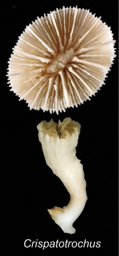 Crispatotrochus rubescens © Cairns S, Kitahara M (2012)