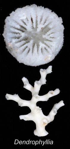 Dendrophyllia alcocki © Cairns S, Kitahara M (2012)