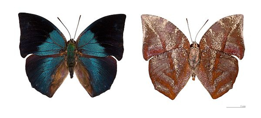 Memphis phantes &copy; <a href="//commons.wikimedia.org/wiki/User:Archaeodontosaurus" title="User:Archaeodontosaurus">Didier Descouens</a>