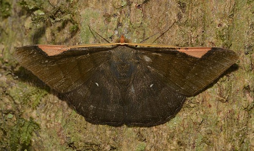 Sphacelodes vulneraria © <a rel="nofollow" class="external text" href="https://www.flickr.com/people/80270393@N06">Andy Reago &amp; Chrissy McClarren</a>