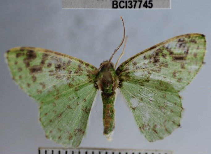 Nemoria scriptaria © Yves Basset