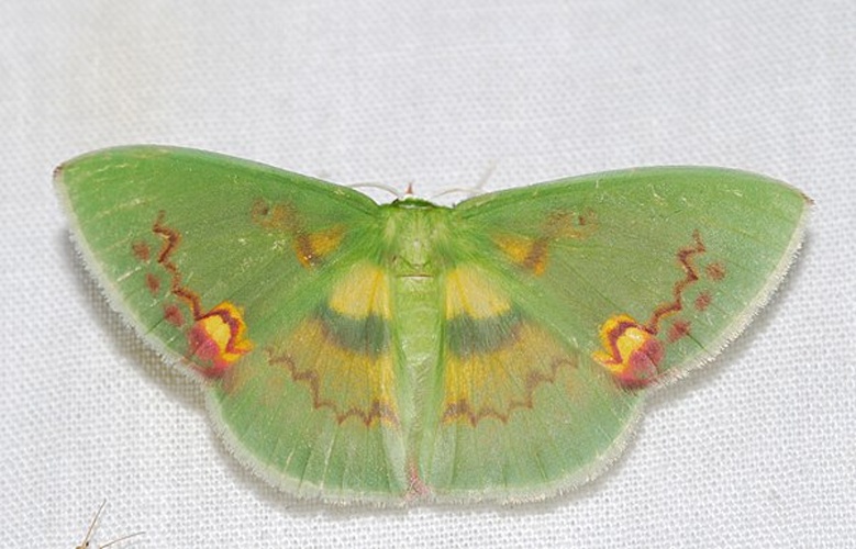 Rhodochlora brunneipalpis &copy; <a rel="nofollow" class="external text" href="https://www.flickr.com/people/65695019@N07">Bernard DUPONT</a> from FRANCE