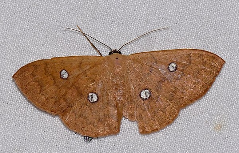 Semaeopus illimitata &copy; <a rel="nofollow" class="external text" href="https://www.flickr.com/people/65695019@N07">Bernard DUPONT</a> from FRANCE