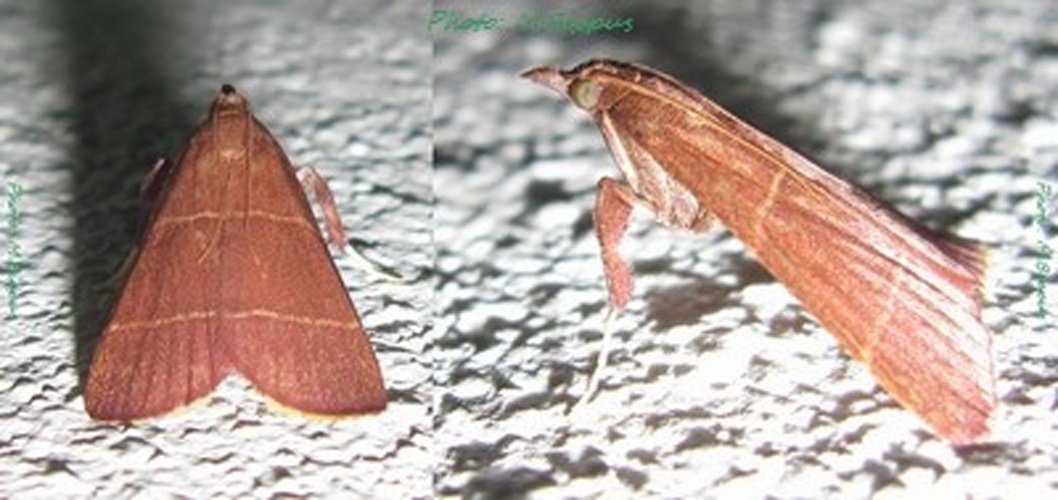 Parachma lequettealis © <a href="//commons.wikimedia.org/wiki/User:Tonton_Bernardo" title="User:Tonton Bernardo">Tonton Bernardo</a>