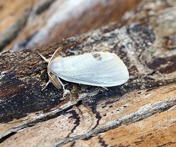 Sphrageidus similis &copy; <a rel="nofollow" class="external text" href="https://www.flickr.com/people/33398884@N03">Ben Sale</a> from UK