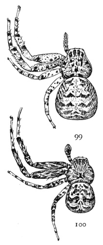 Bassaniana versicolor © James Henry Emerton (1847 – 1931)