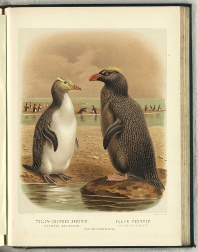 erect-crested penguin &copy; By <a href="//commons.wikimedia.org/wiki/J._G._Keulemans" class="mw-redirect" title="J. G. Keulemans">J. G. Keulemans</a>, in W.L. Buller's <i>A History of the Birds of New Zealand</i>. 2nd edition. Published 1888.