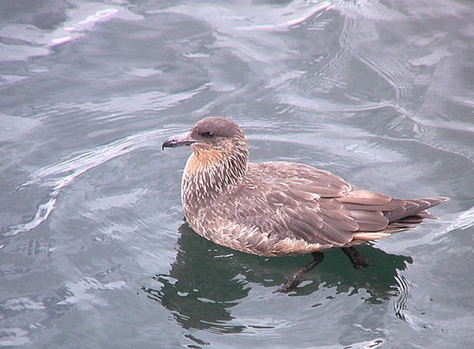 Chilean Skua &copy; <a rel="nofollow" class="external text" href="https://www.flickr.com/photos/32005048@N06">Arthur Chapman</a>