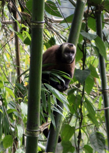 Sapajus apella &copy; <a rel="nofollow" class="external text" href="https://www.flickr.com/photos/patio/">Patty Ho</a>