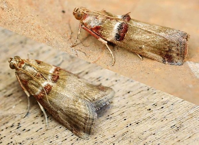 Acrobasis tumidana &copy; 