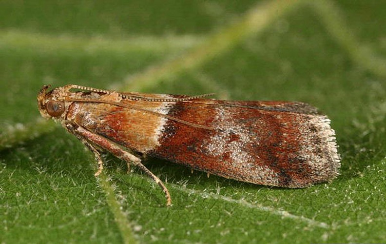 Acrobasis repandana &copy; Gyorgy Csoka, Hungary Forest Research Institute, Bugwood.org