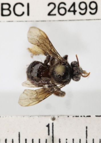 Trigona amalthea &copy; Yves Basset, Smithsonian Tropical Research Institute