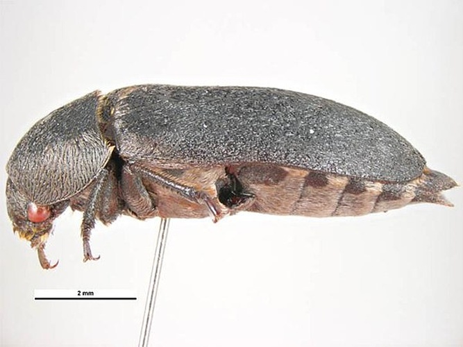 Dermestes frischii &copy; Simon Hinkley &amp; Ken Walker, Museum Victoria