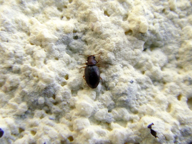 Corticarina curta &copy; <a rel="nofollow" class="external text" href="https://www.flickr.com/photos/joaocoelho/">J. Coelho</a>