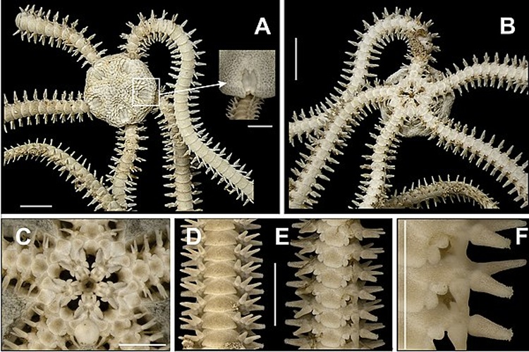 Amphipholis januarii © Gondim AI, Alonso C, Dias TLP, Manso CLC, Christoffersen ML (2013) A taxonomic guide to the brittlestars(Echinodermata, Ophiuroidea) from the State of Paraíba continental shelf, Northeastern Brazil. ZooKeys 307: 45–96. doi: 10.3897/zookeys.307.4673