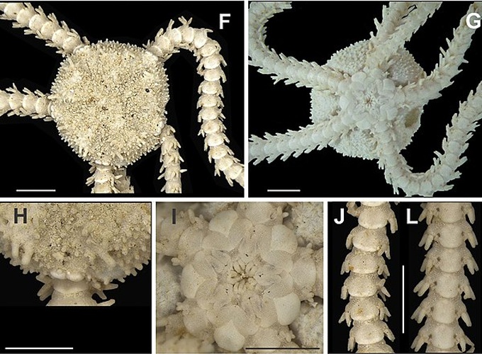 Ophiostigma isocanthum &copy; Gondim AI, Alonso C, Dias TLP, Manso CLC, Christoffersen ML (2013) A taxonomic guide to the brittlestars(Echinodermata, Ophiuroidea) from the State of Paraíba continental shelf, Northeastern Brazil. ZooKeys 307: 45–96. doi: 10.3897/zookeys.307.4673