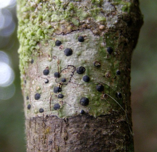 Pyrenula mamillana &copy; This image was created by user <a rel="nofollow" class="external text" href="https://mushroomobserver.org/observer/show_user/3160">Eduardo A. Esquivel Rios (Eduardo27)</a> at <a rel="nofollow" class="external text" href="https://mushroomobserver.org">Mushroom Observer</a>, a source for mycological images.<br>You can contact this user <a rel="nofollow" class="external text" href="https://mushroomobserver.org/observer/ask_user_question/3160">here</a>.