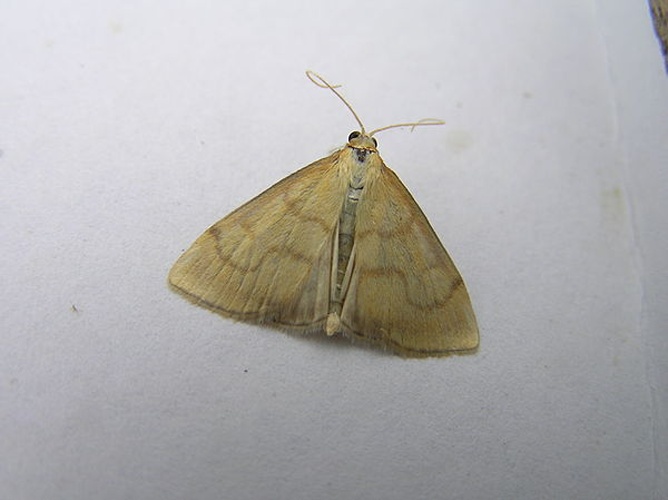 Anania crocealis &copy; <a href="//commons.wikimedia.org/wiki/User:Fvlamoen" class="mw-redirect" title="User:Fvlamoen">Fvlamoen</a>