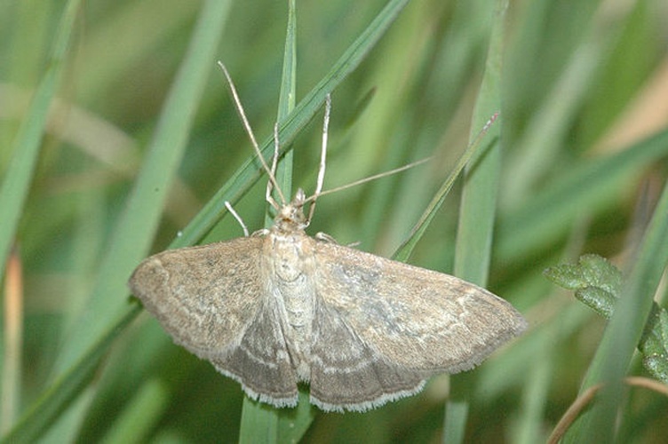 Anania fuscalis © James K. Lindsey