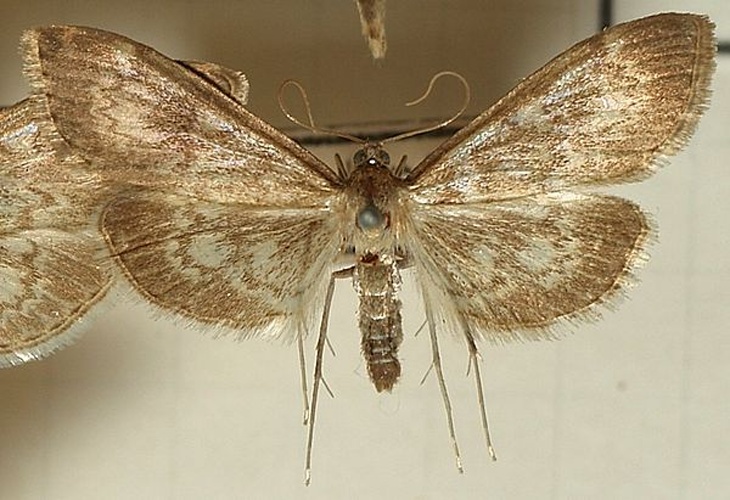 Anania lancealis &copy; <a href="//commons.wikimedia.org/wiki/User:Sarefo" title="User:Sarefo">Sarefo</a>